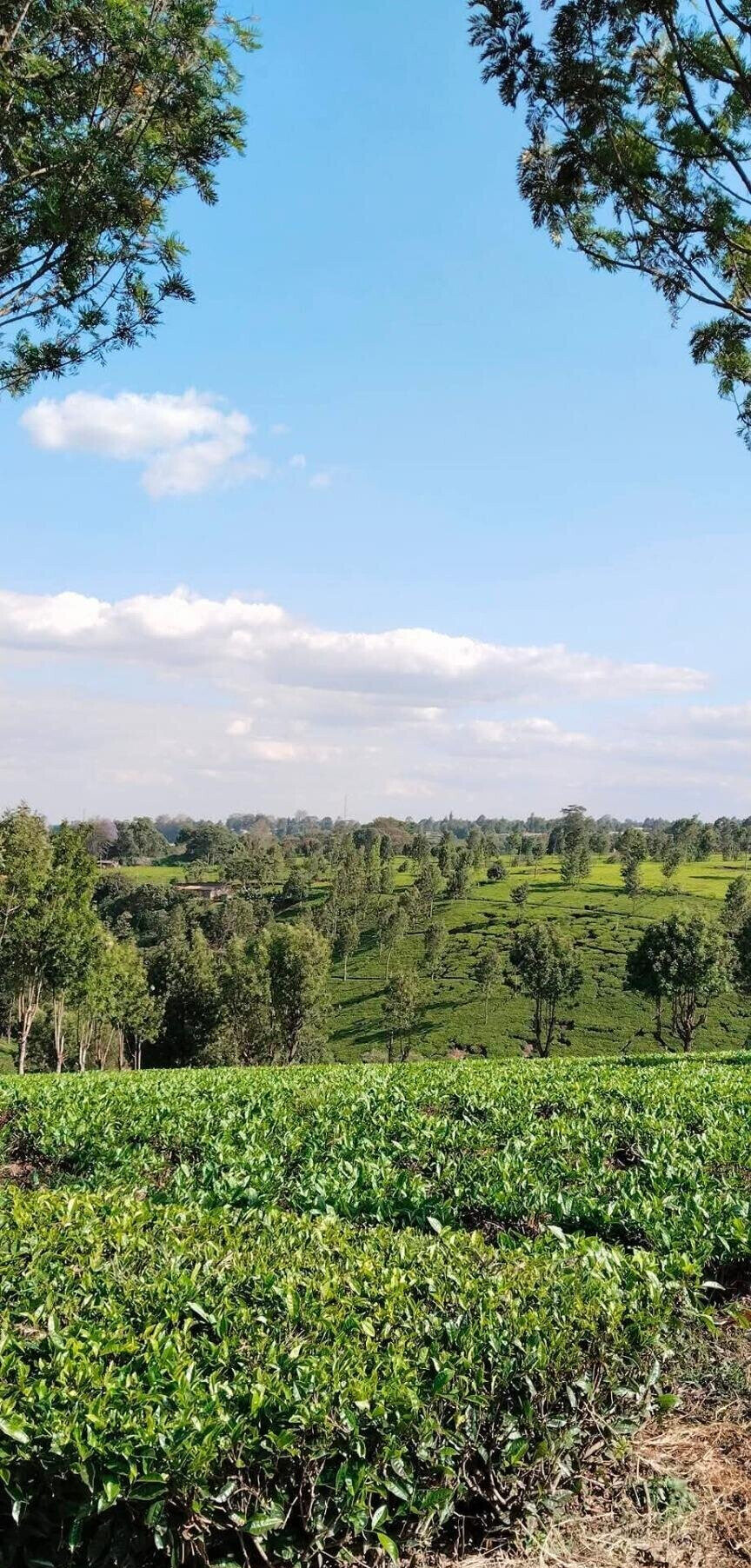 2-Acre Garden Plot with Parking - Tigoni