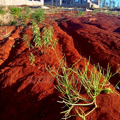 40x90ft Plots at Kenol Kagia Road for Sale Off OJ Hotel - Image 3