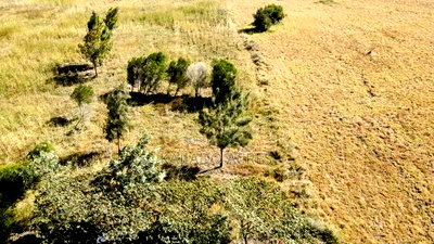 Prime 10 Acres Per Acre - Image 5