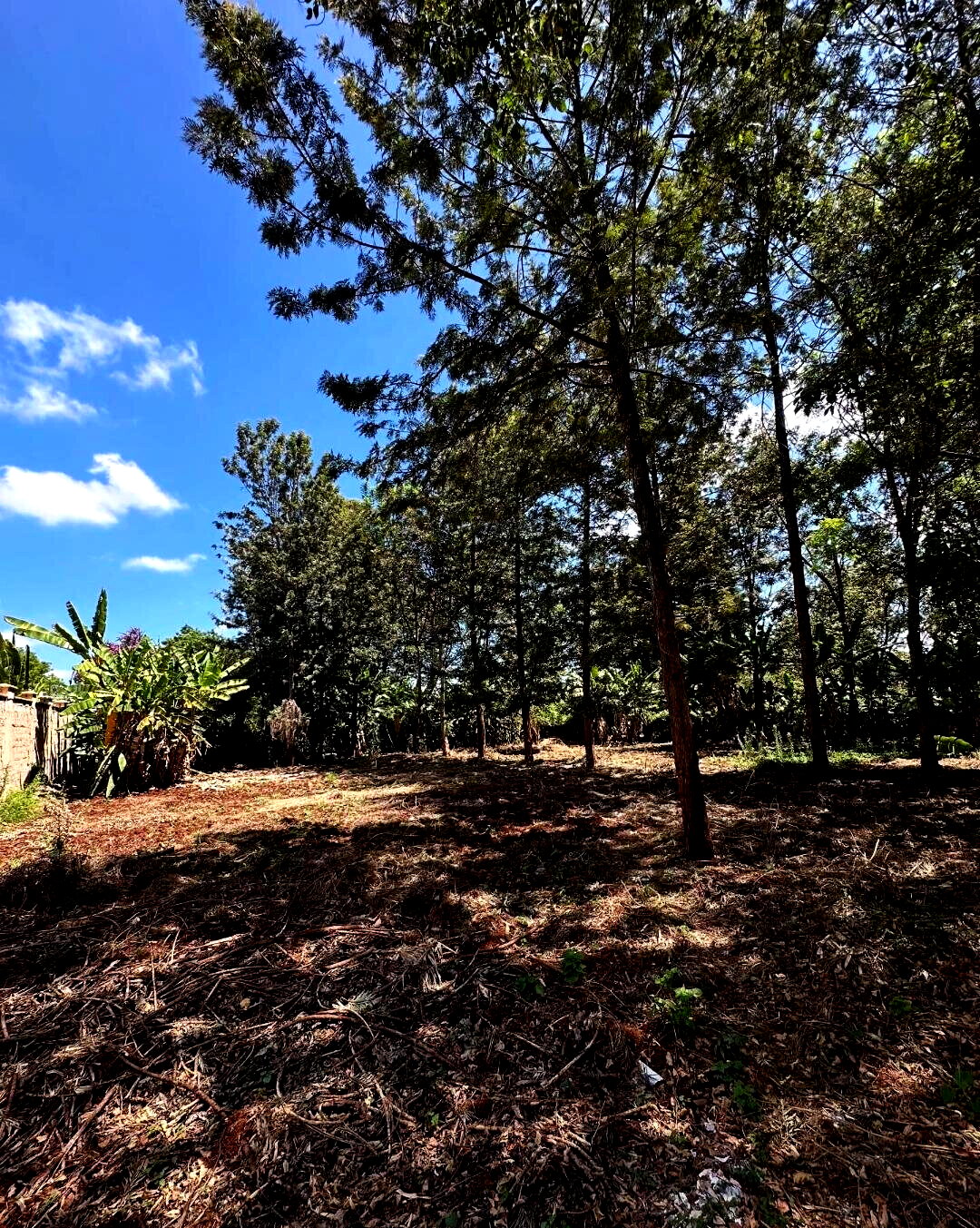 Garden Oasis with Parking at KSh 60M