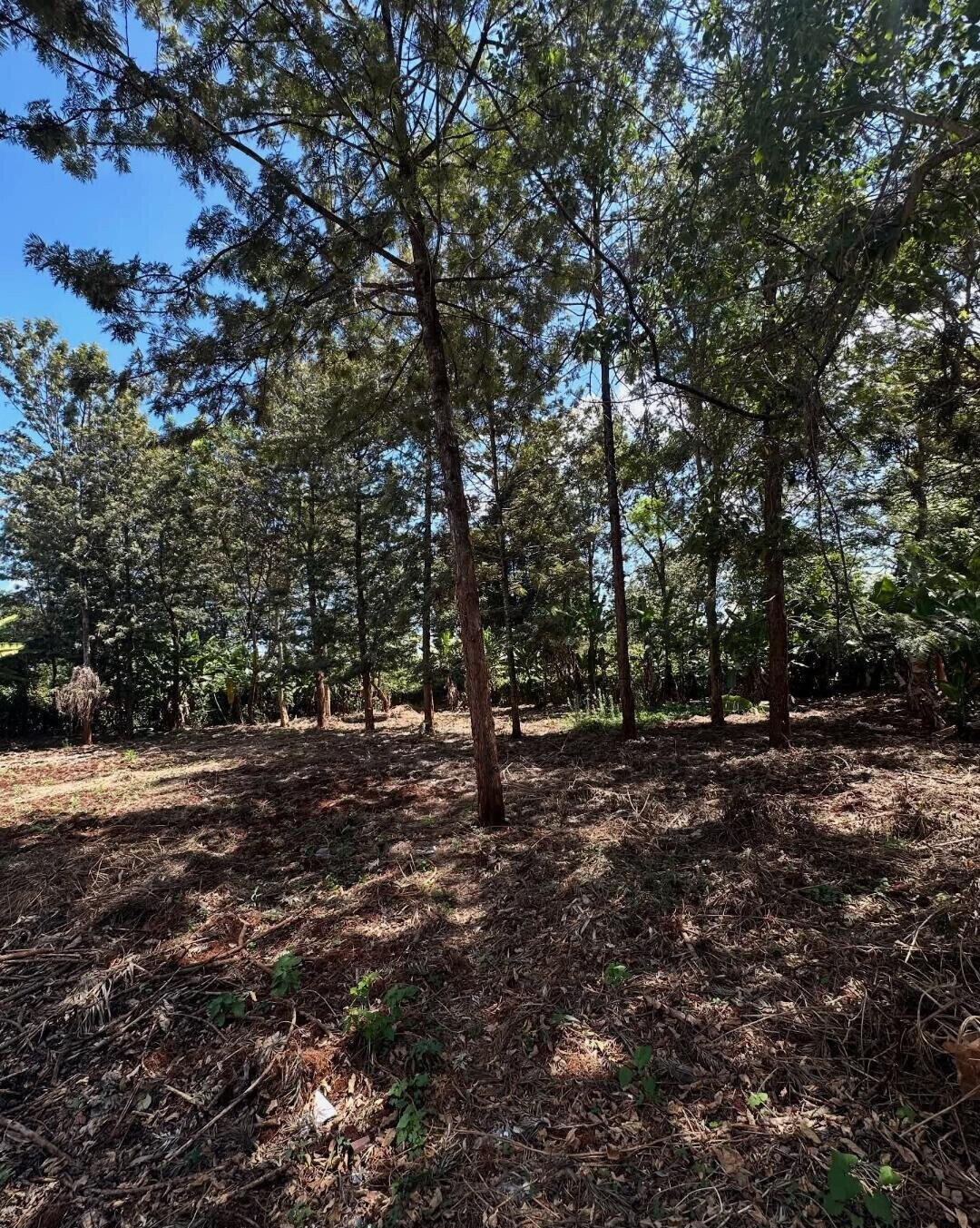 Garden Oasis with Parking at KSh 60M