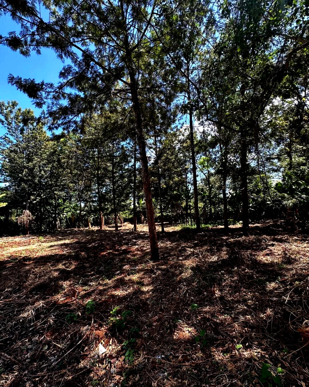 Garden Oasis with Parking at KSh 60M