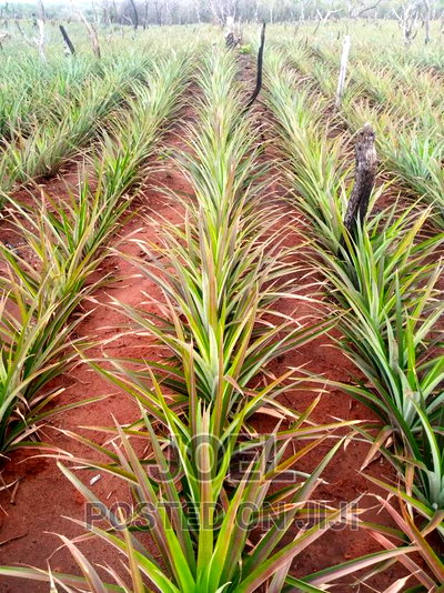 Malindi 100 Acres Ready Title Deed - Image 2