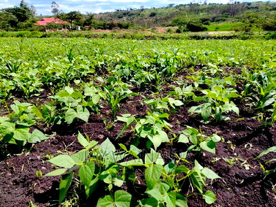 1/4 Arca Piece Land for Sell on Illasim Road Corner Baridi - Image 5