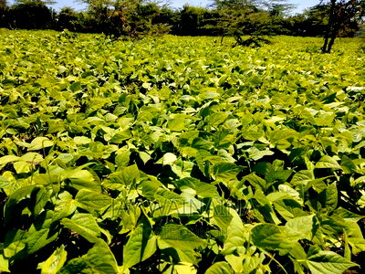 1/4 Arca Piece Land for Sell on Illasim Road Corner Baridi - Image 3