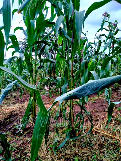 1/4 Arca Piece Land for Sell on Illasim Road Corner Baridi - Image 2