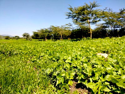 1/4 Arca Piece Land for Sell on Illasim Road Corner Baridi - Image 1