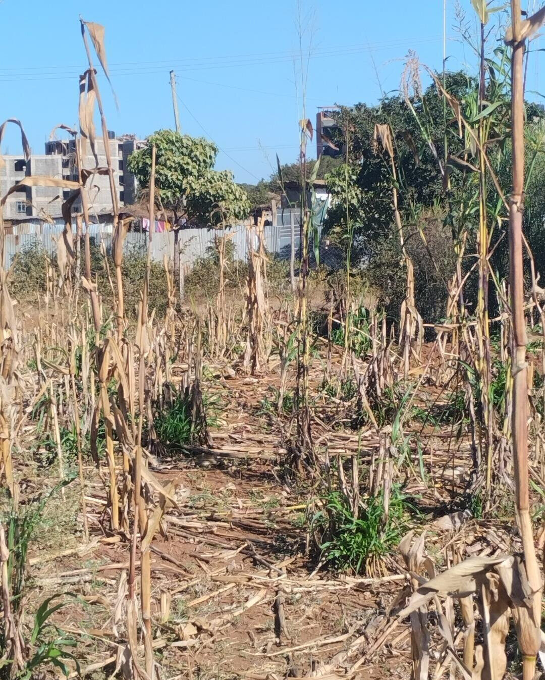 8-Acre Commercial Plot in Thika CBD