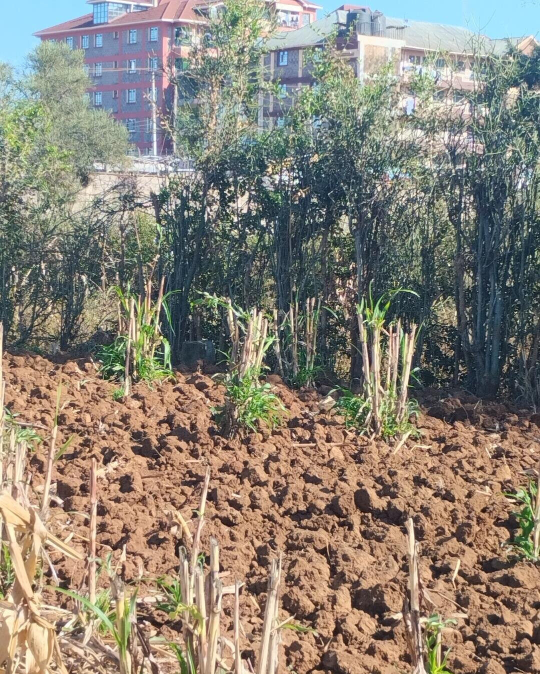 8-Acre Commercial Plot in Thika CBD