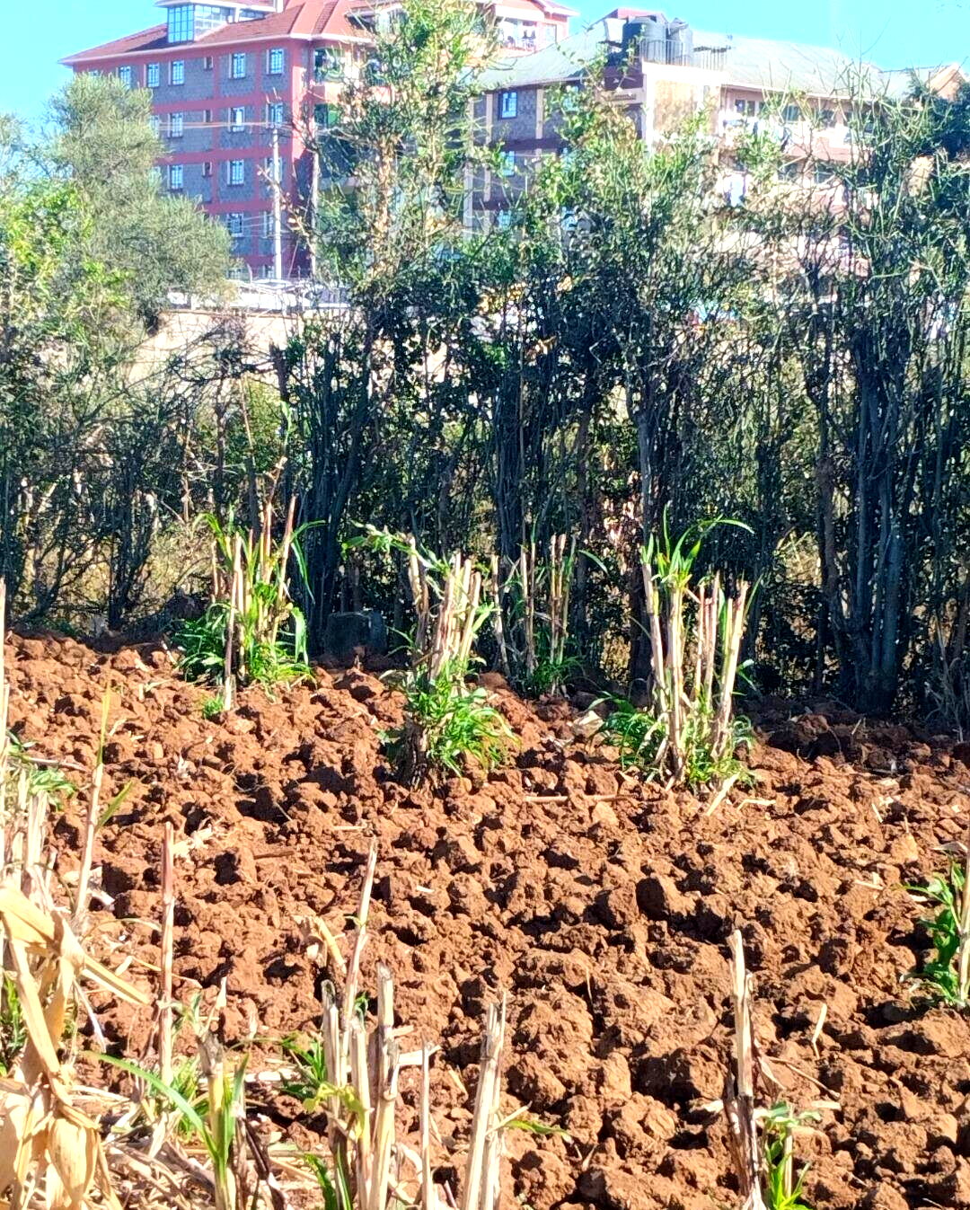 8-Acre Commercial Plot in Thika CBD