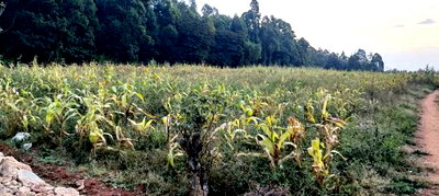 0.05 Ha Land for Sale in Thigio Kikuyu - Image 5