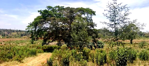50*100 Plots for Sale in Ngong, Kerarapon Drive.
