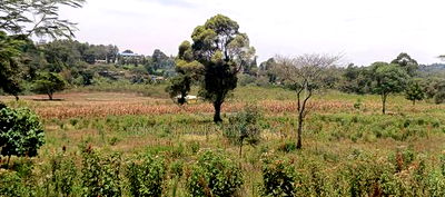 50*100 Plots for Sale in Ngong, Kerarapon Drive. - Image 4