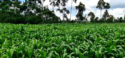 1 Acre Land for Sale in Plateau Kileges in Eldoret - Image 4