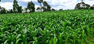 1 Acre Land for Sale in Plateau Kileges in Eldoret - Image 2