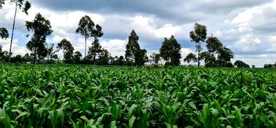 1 Acre Land for Sale in Plateau Kileges in Eldoret - Image 3