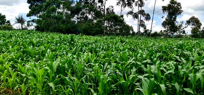 1 Acre Land for Sale in Plateau Kileges in Eldoret - Image 1