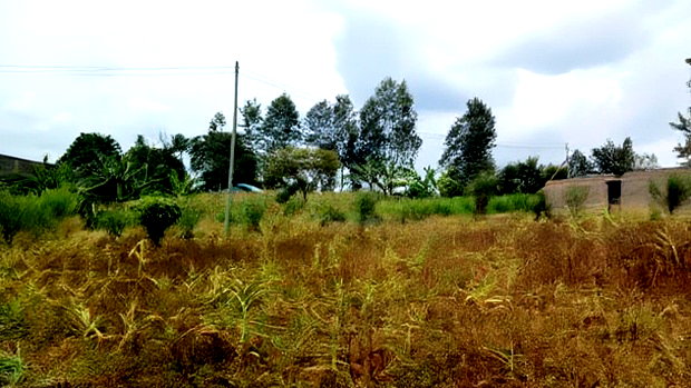 Plots for Sale in Mugutha, Ruiru at Kes 3.5M