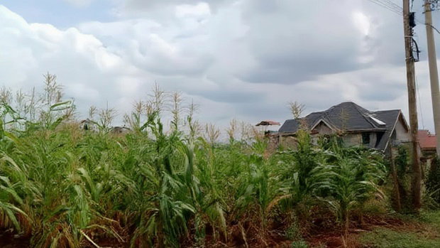 Plots for Sale in Mugutha, Ruiru at Kes 3.5M