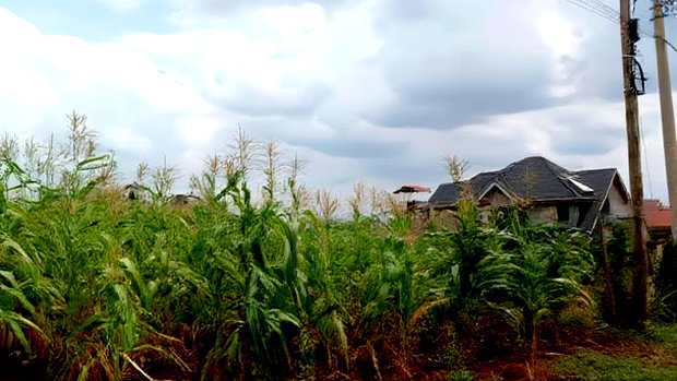 Plots for Sale in Mugutha, Ruiru at Kes 3.5M
