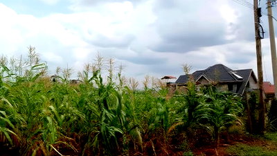 Plots for Sale in Mugutha, Ruiru at Kes 3.5M