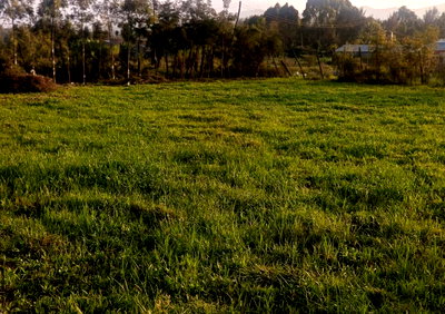 Half Acre Garden Plot in Oloolua