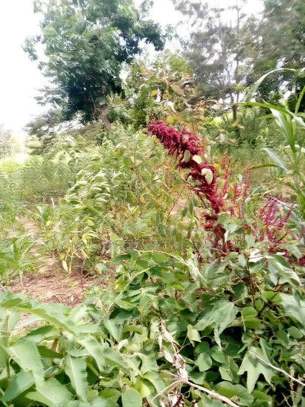 Special Offer Plots, Kwa Vonza,50 by 100 Ft