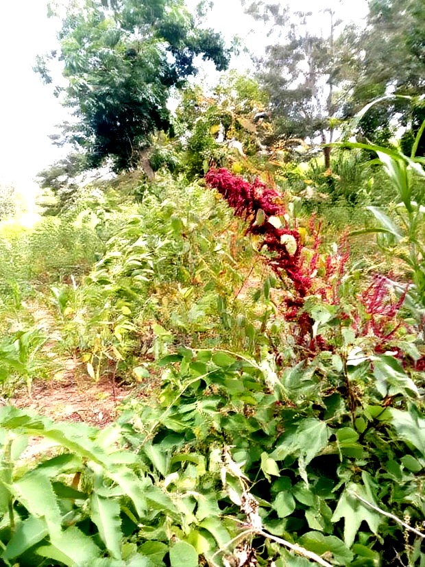 Special Offer Plots, Kwa Vonza,50 by 100 Ft