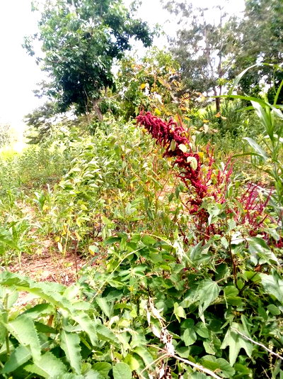 Special Offer Plots, Kwa Vonza,50 by 100 Ft - Image 2