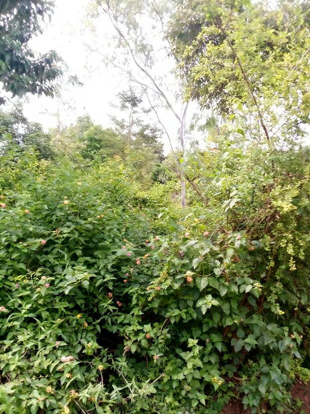 Special Offer Plots, Kwa Vonza,50 by 100 Ft