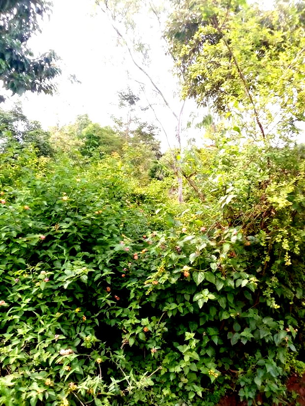 Special Offer Plots, Kwa Vonza,50 by 100 Ft