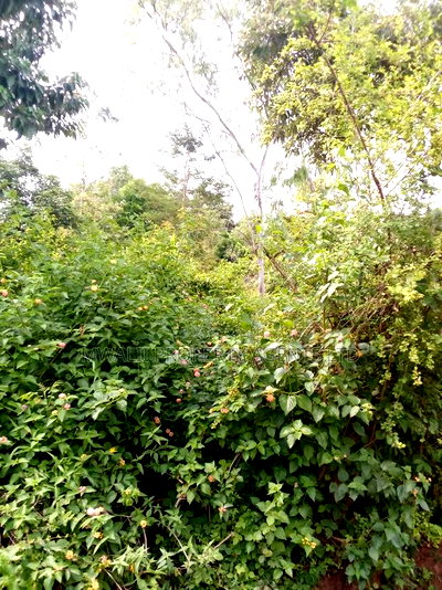 Special Offer Plots, Kwa Vonza,50 by 100 Ft - Image 1