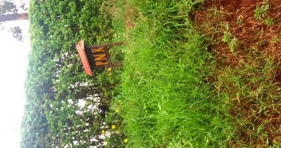 1/8 Acre Plot in Wangige for KSh 2.5M