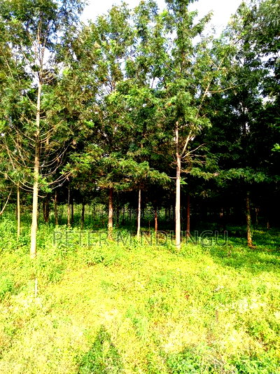 Prime 5 Acres to Let Touching Kiambu Road - Image 6