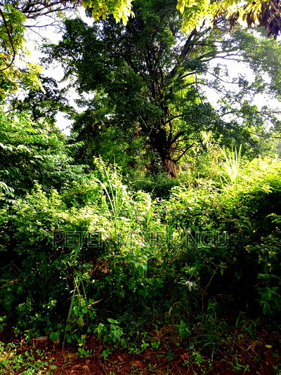 Prime 5 Acres to Let Touching Kiambu Road - Image 8