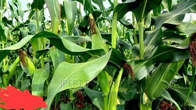 95 Acres for Sale - Image 1