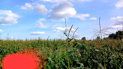 95 Acres for Sale - Image 2