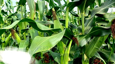 95 Acres for Sale - Image 3