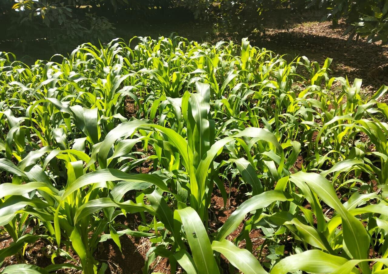 1-Acre Land for KSh 35M