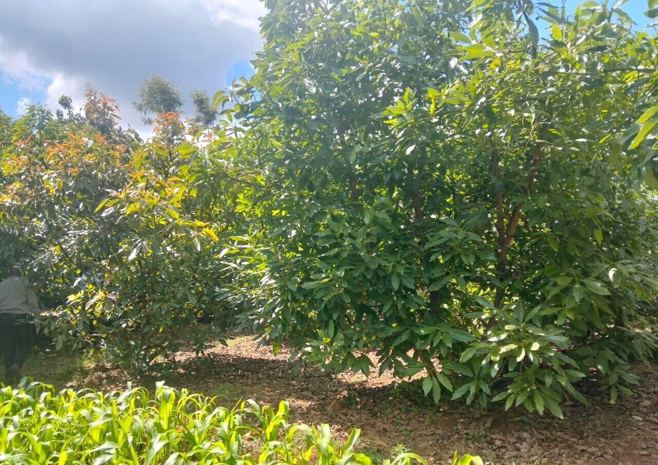 1-Acre Land for KSh 35M
