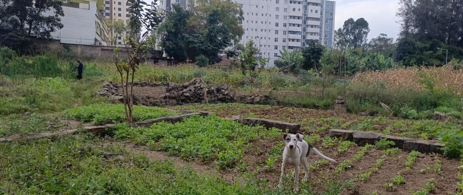 2-Acre Lavington Plot for Sale