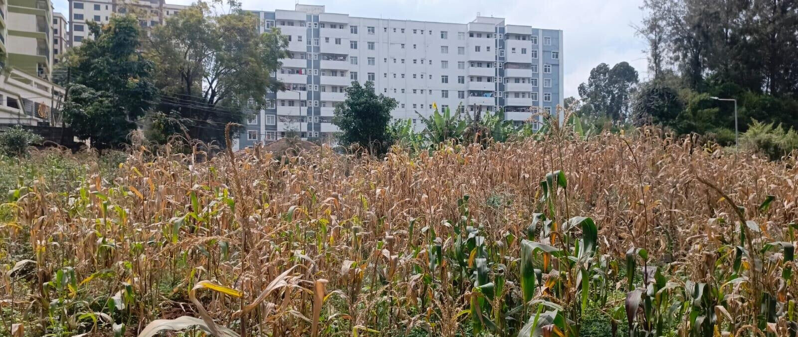 2-Acre Lavington Plot for Sale