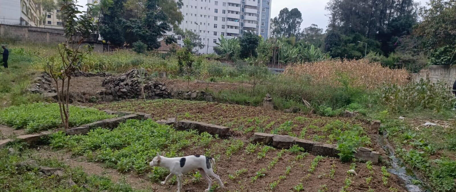2-Acre Lavington Plot for Sale
