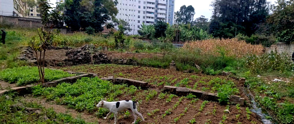 2-Acre Lavington Plot for Sale