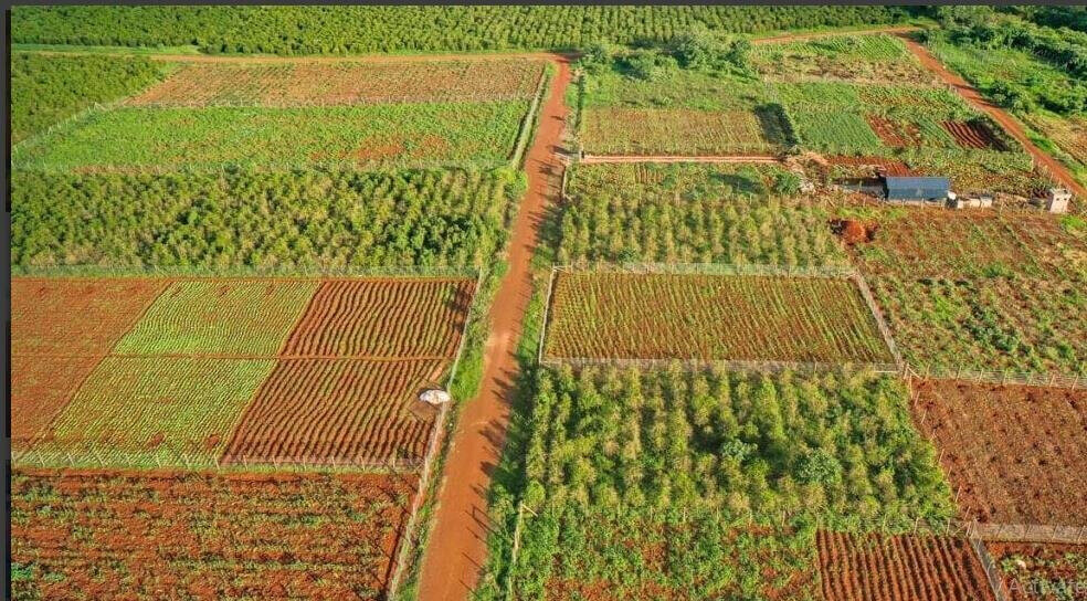 1/2 Acre Commercial Plot with Garden