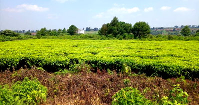Half Acre Land in Tigoni for KSh 20M