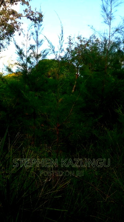 1/2 Acre Treasure Plot on Sale in Mwabungo Colarado - Image 11