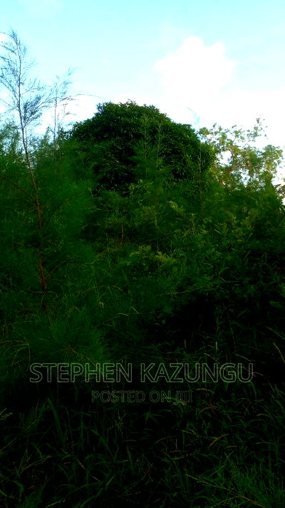 1/2 Acre Treasure Plot on Sale in Mwabungo Colarado - Image 10