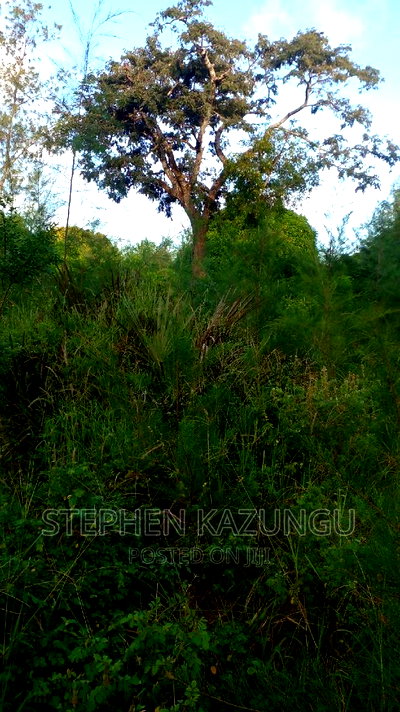 1/2 Acre Treasure Plot on Sale in Mwabungo Colarado - Image 3