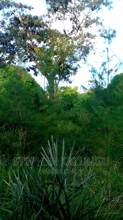 1/2 Acre Treasure Plot on Sale in Mwabungo Colarado - Image 4